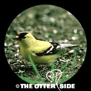 American Goldfinch