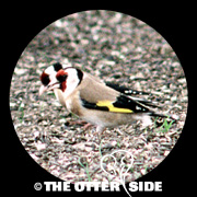European Goldfinch