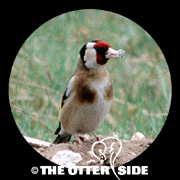 European Goldfinch