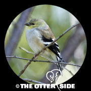 American Goldfinch