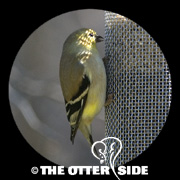 American Goldfinch