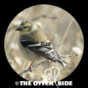 American Goldfinch