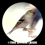 American Goldfinch