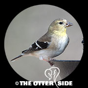 American Goldfinch