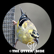 American Goldfinch