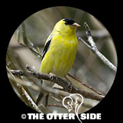 American Goldfinch