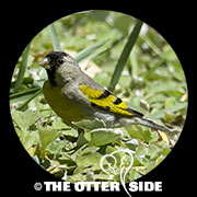Lawrence's Goldfinch