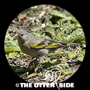 Lawrence's Goldfinch