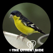 Lesser Goldfinch - Black-backed