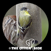 Lesser Goldfinch - Green-backed