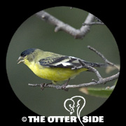 Lesser Goldfinch - Green-backed