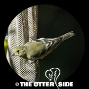 Lesser Goldfinch - Green-backed