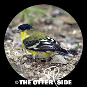 Lesser Goldfinch - Green-backed