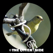 Lesser Goldfinch - Black-backed
