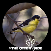 Lesser Goldfinch - Black-backed