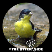 Lesser Goldfinch - Black-backed