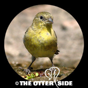 Lesser Goldfinch - Black-backed