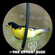 Lesser Goldfinch - Black-backed