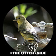 Lesser Goldfinch - Black-backed