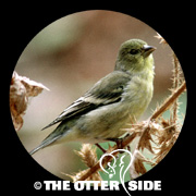 Lesser Goldfinch - Green-backed