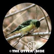 Lesser Goldfinch - Green-backed