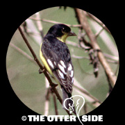 Lesser Goldfinch - Black-backed