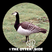 Barnacle Goose