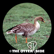 Taiga Bean Goose