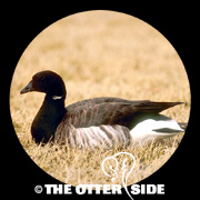 Atlantic Brant - North American