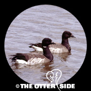 Atlantic Brant - North American