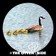 Canada Goose - Eastern