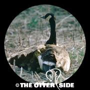 Canada Goose - Eastern