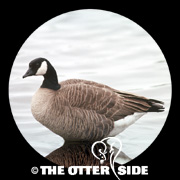 Cackling Goose - Richardson's