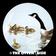 Canada Goose - Eastern
