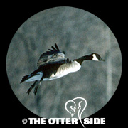 Canada Goose - Eastern