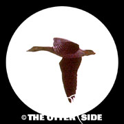 Tundra Bean Goose