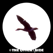 Tundra Bean Goose