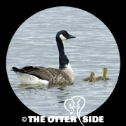 Canada Goose - Eastern