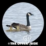 Canada Goose - Eastern