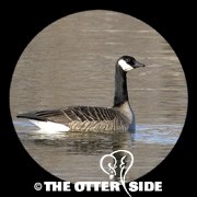 Canada Goose - Lesser