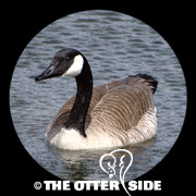 Canada Goose - Eastern