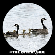 Canada Goose - Eastern