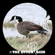 Canada Goose - Eastern