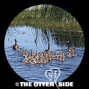 Canada Goose - Eastern