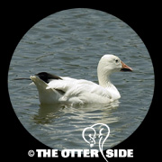 Snow Goose - White Phase