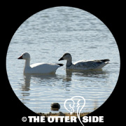 Snow Goose - White Phase