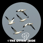 Snow Goose - White Phase