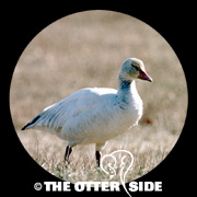 Snow Goose - White Phase