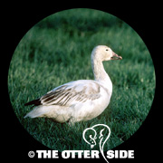 Snow Goose - White Phase