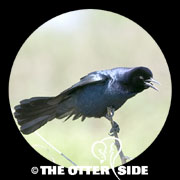Boat-tailed Grackle - Gulf Coast